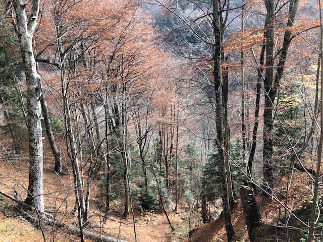 Caption: photo of trees changing the leaves color during the Autumn season. (Local Guides @FelipePk)