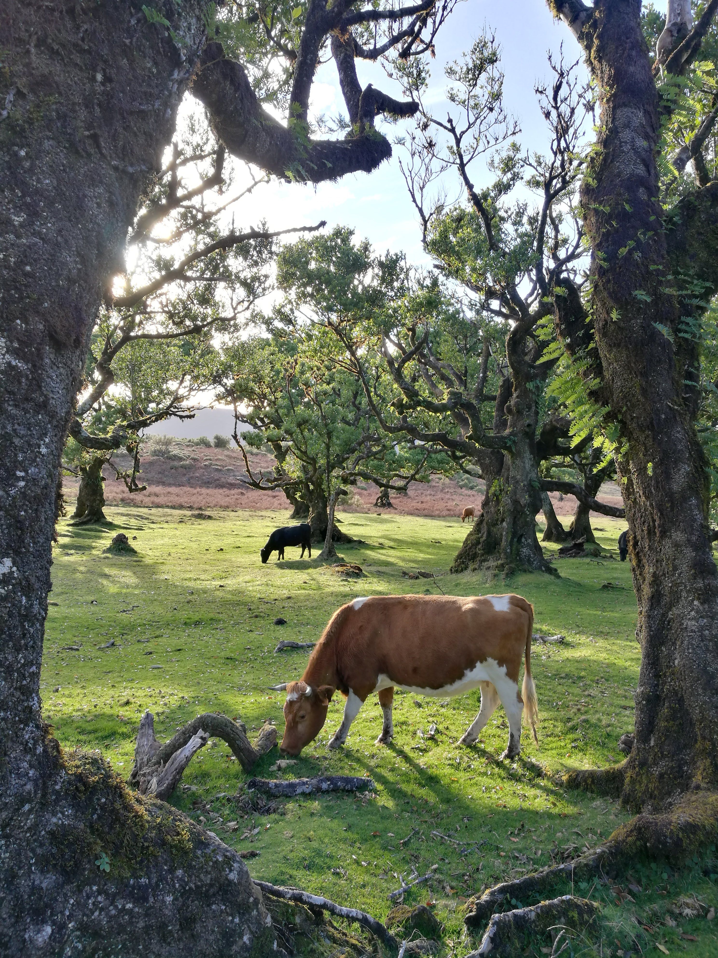 Tame cows graze under the laurissilva trees