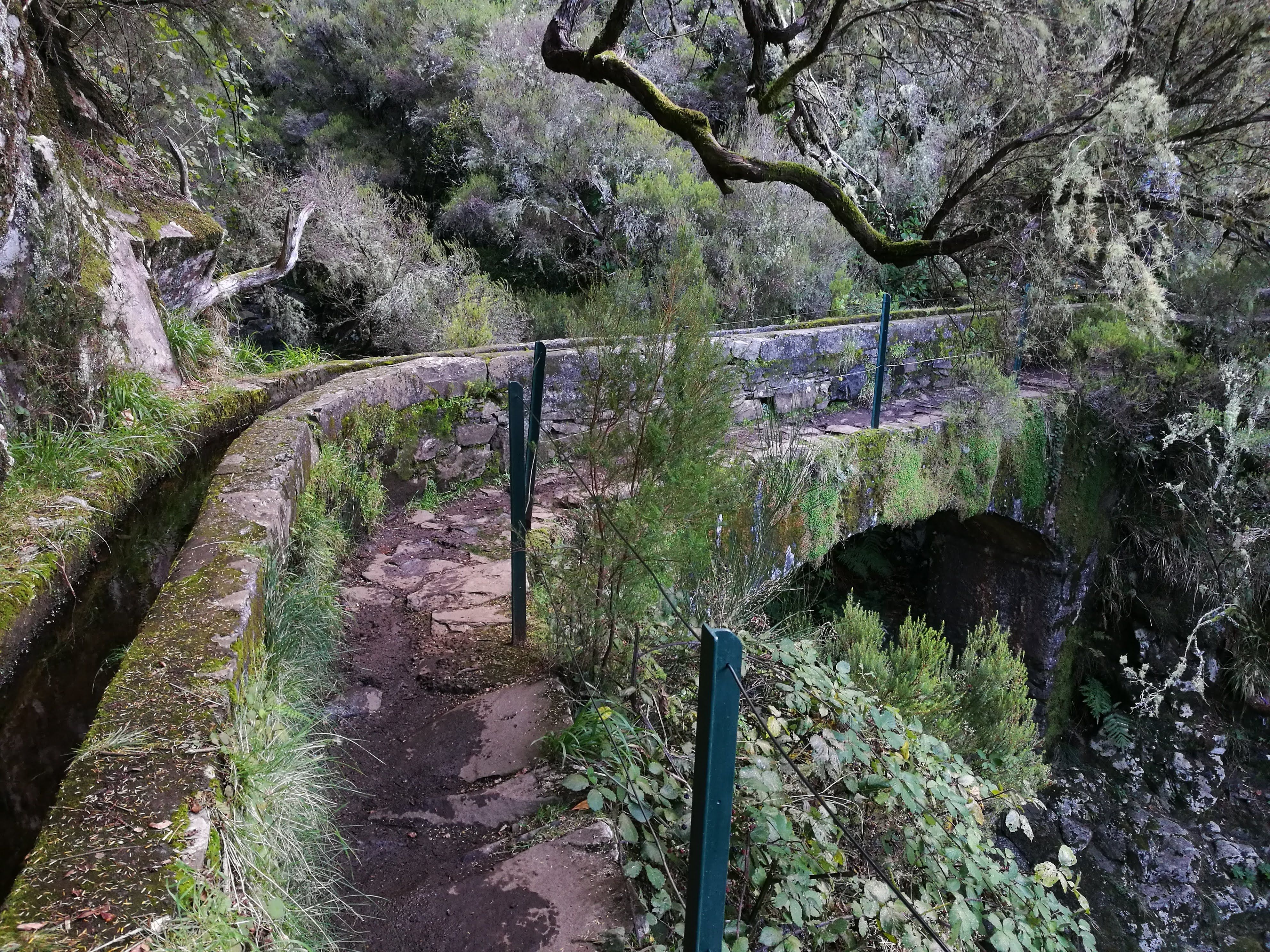 A levada (water channel) in the lush forest