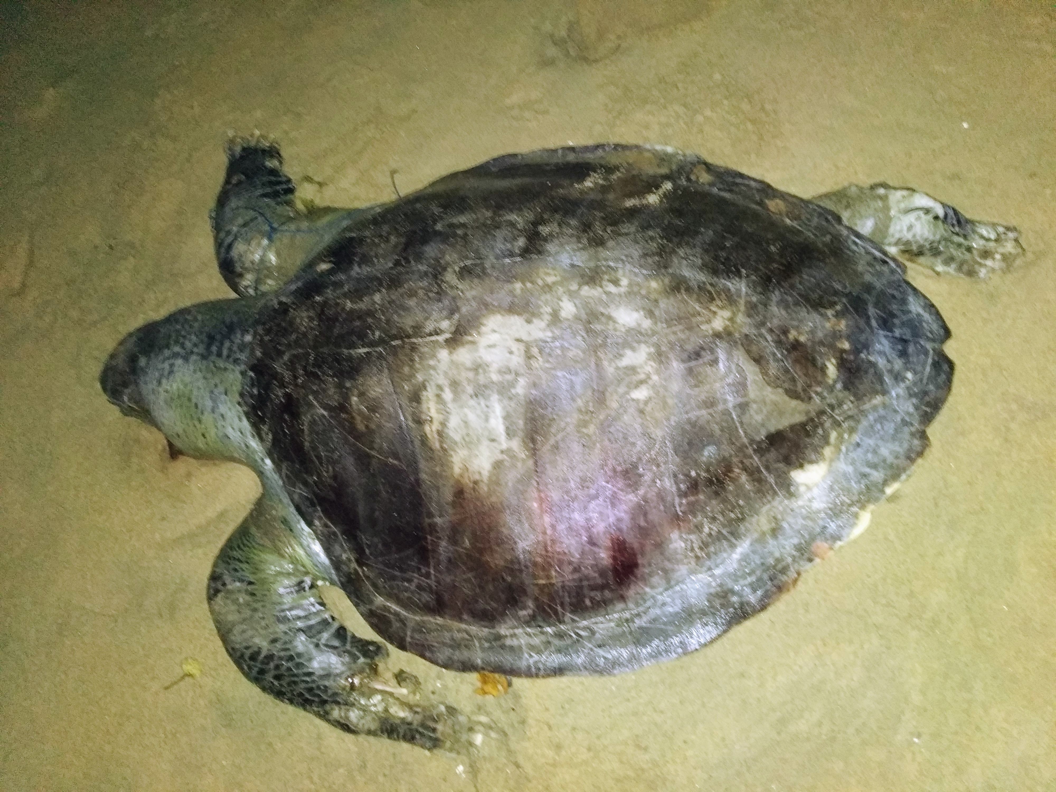 We have found a dead female olive ridley turtle