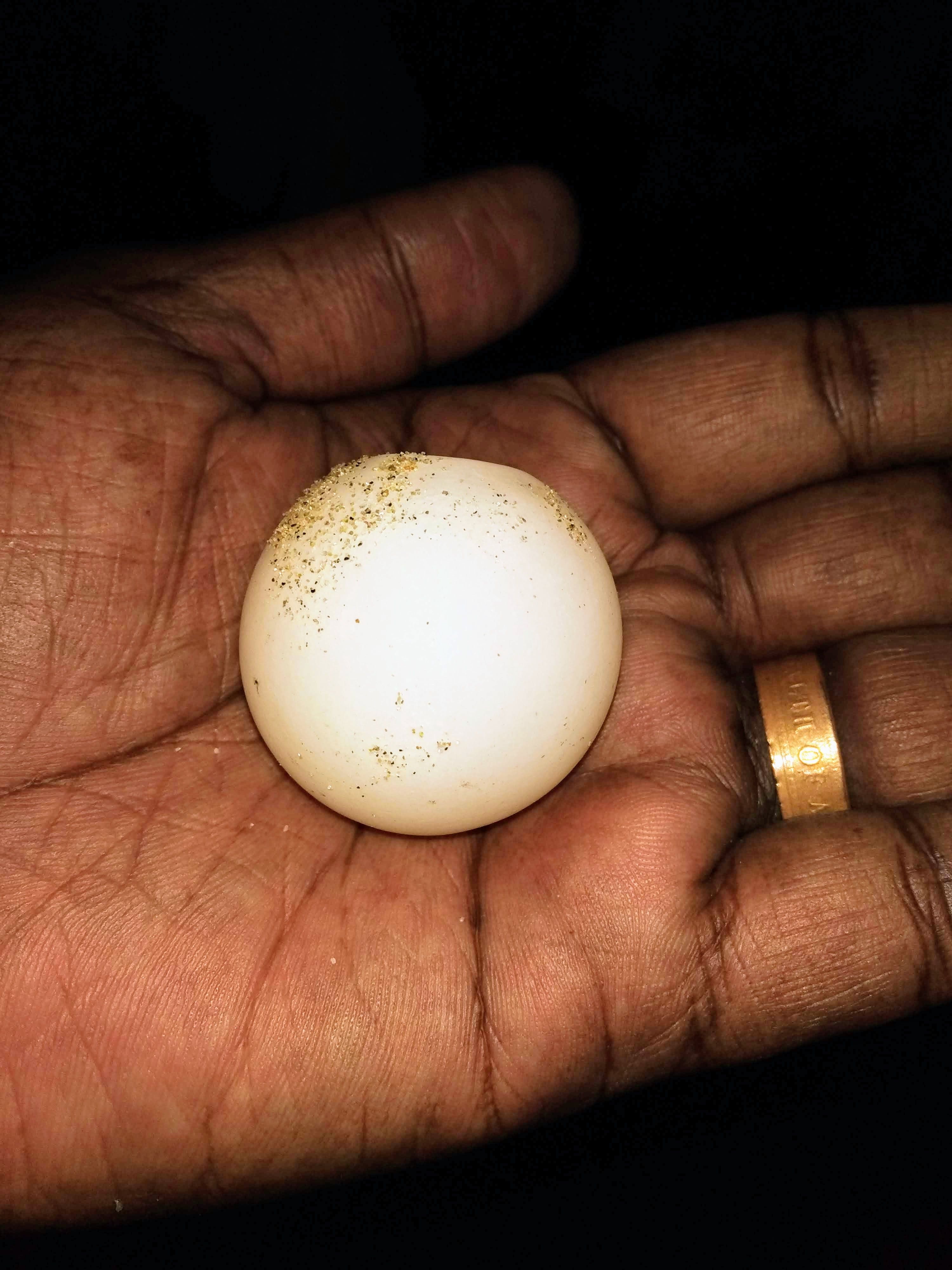 Olive Ridley turtles' tender eggs holding in my hands