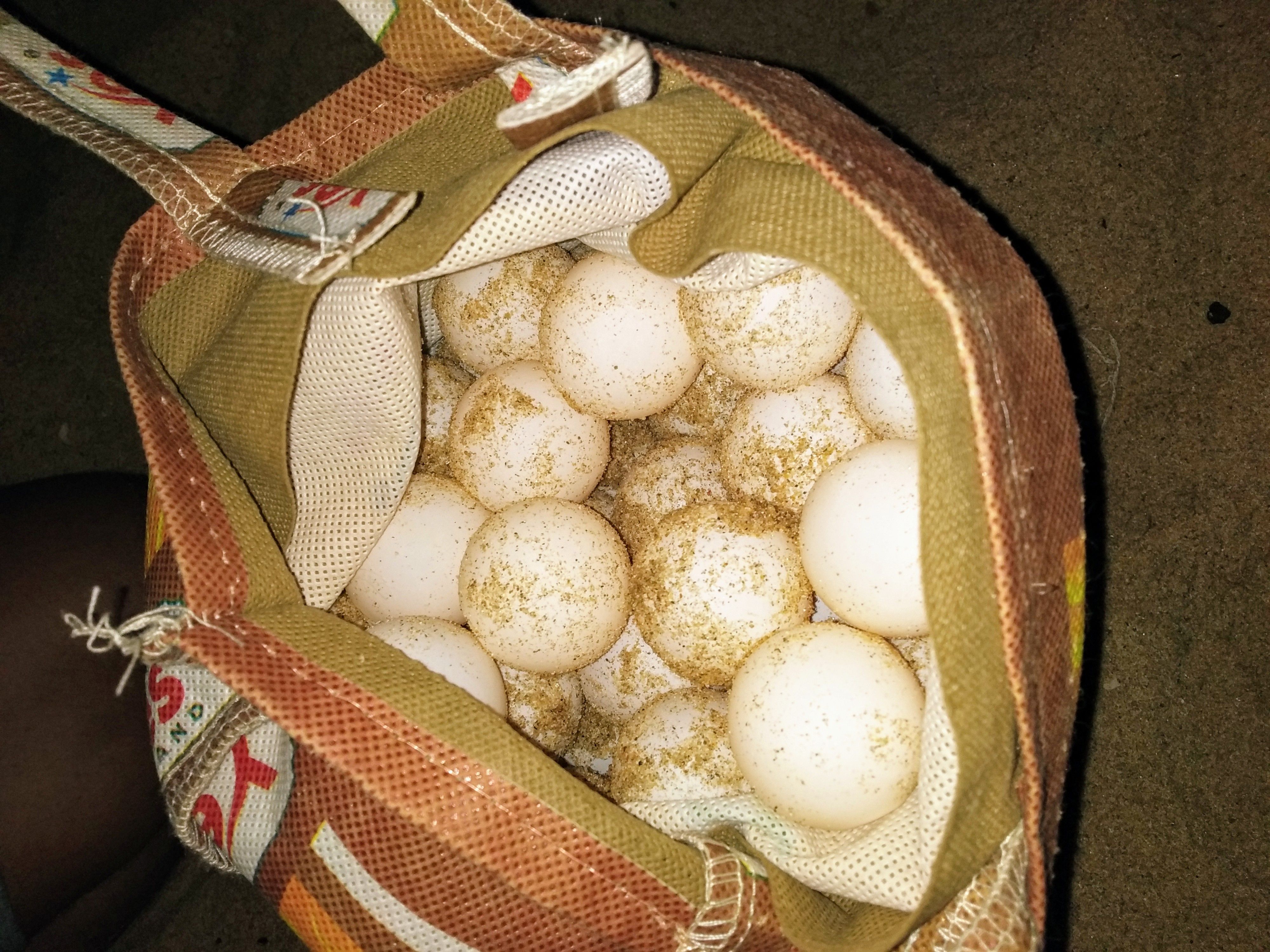 123 Olive Ridley sea turtle eggs collected and will be shitted to a safer place