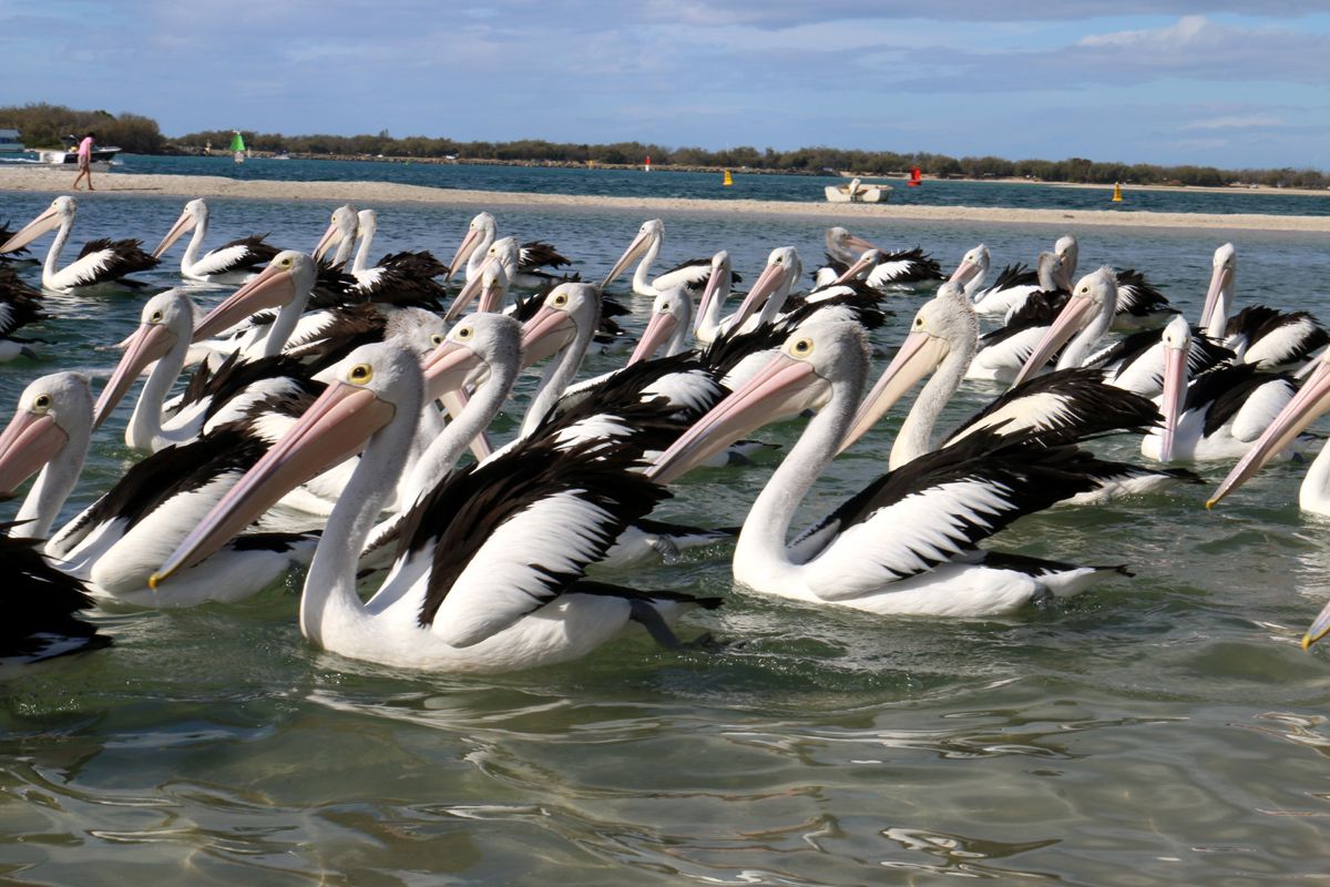 A beautiful pelicans , going back after meals