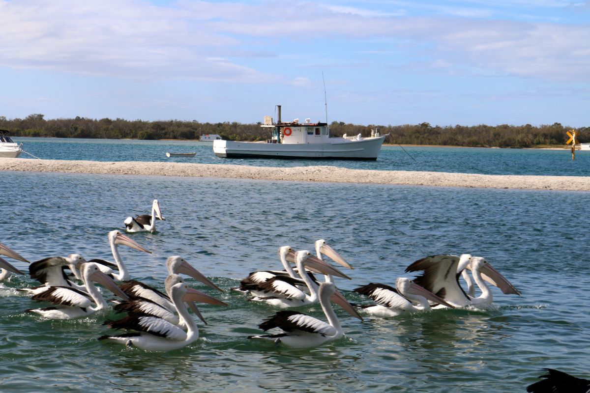 A beautiful pelicans , going back after meals