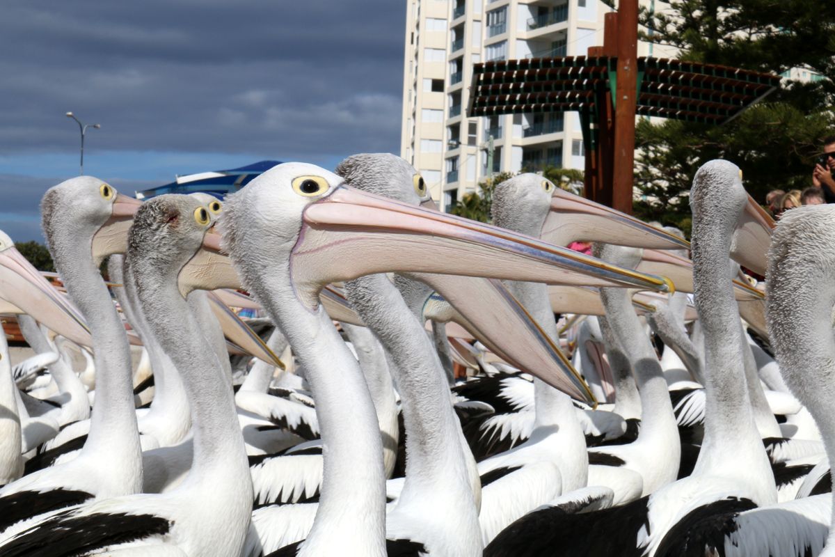 A beautiful pelicans waiting for meals
