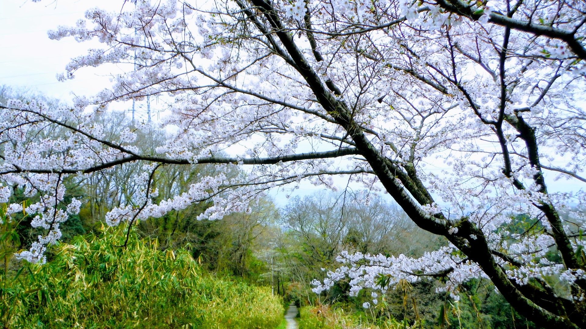 千本桜並木道の桜