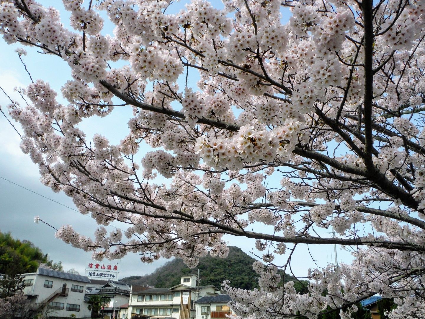 Cherry Blossoms in IKOMA,2017
