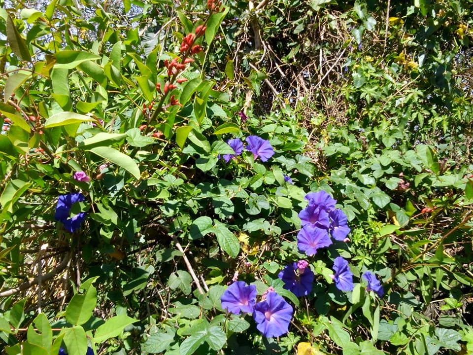 Ceibo: árbol y flor Nacional  (roja), Ipomea conocida campanita, enredadera rastrera (azul)