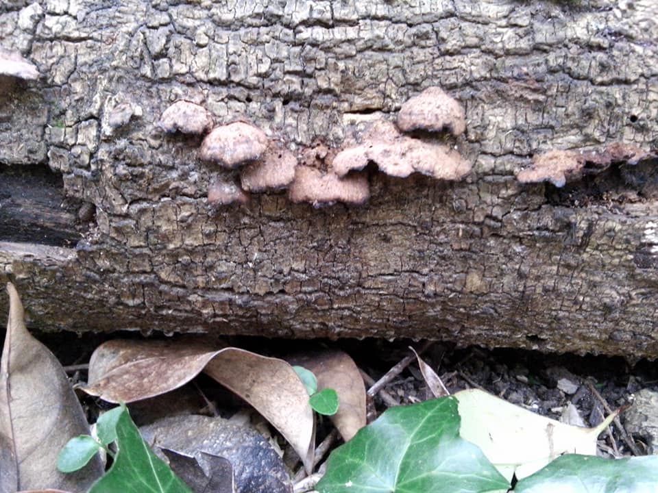 En bosque de Alisos, la humedad es ambiente propicio para los  hongos