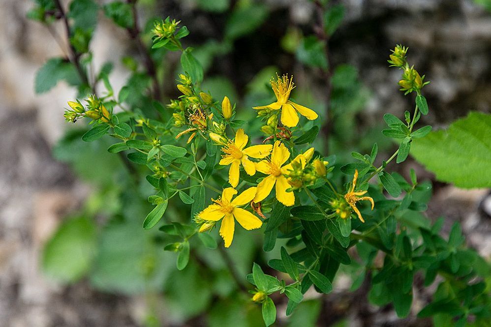 Hypericum, or St. John's wort. In medicine, is used to depression treatment, anxiety and sleep disorders.