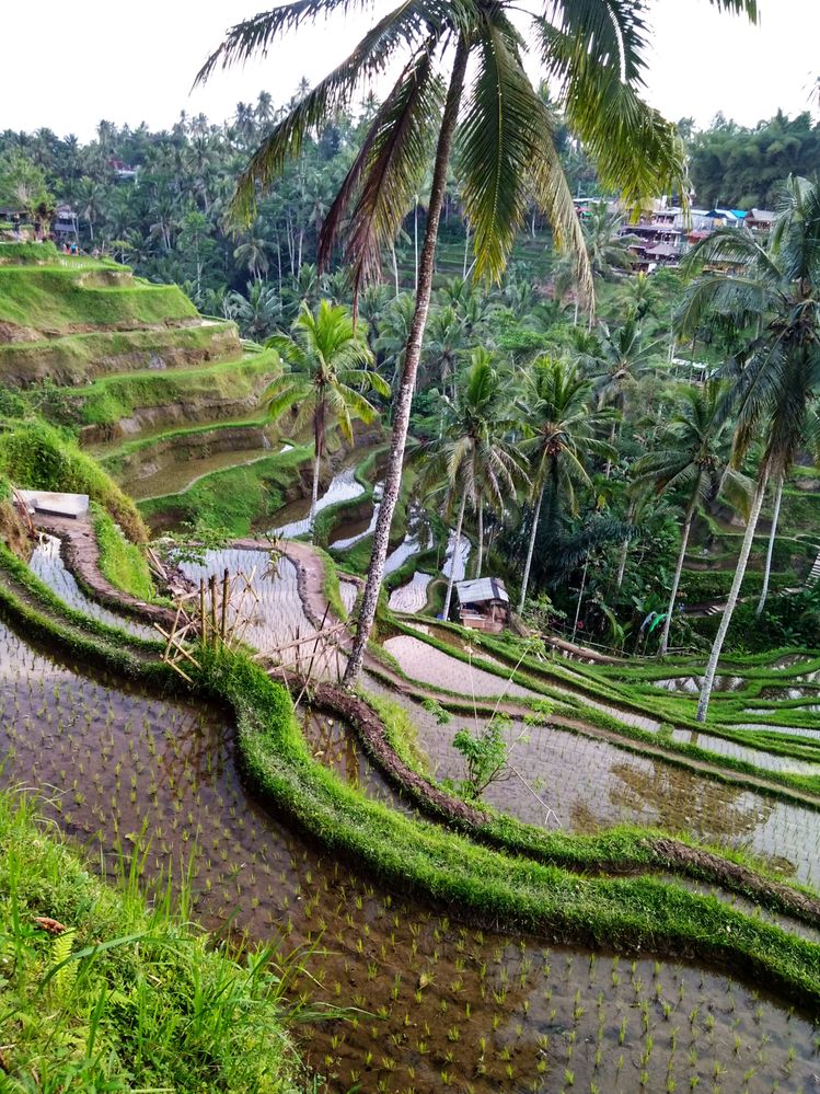 Tegalalang terraced rice field