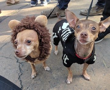 Benny and Joon (two small dogs) in costume