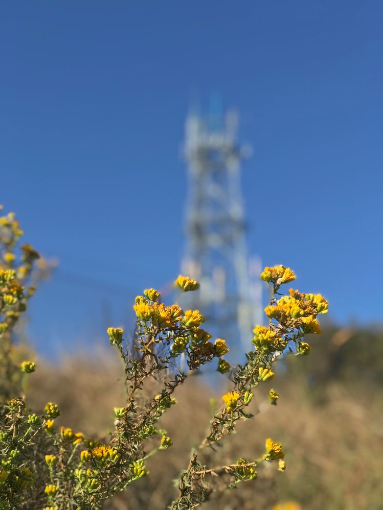Flowers on my hike