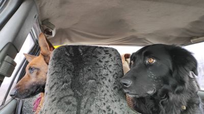 Our dogs in the car during the exhausting escape