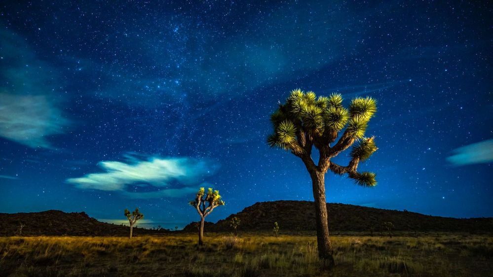 Caption: A photo of the night sky at Joshua Tree National Park. (Courtesy of Local Guide Jeremy Janus)
