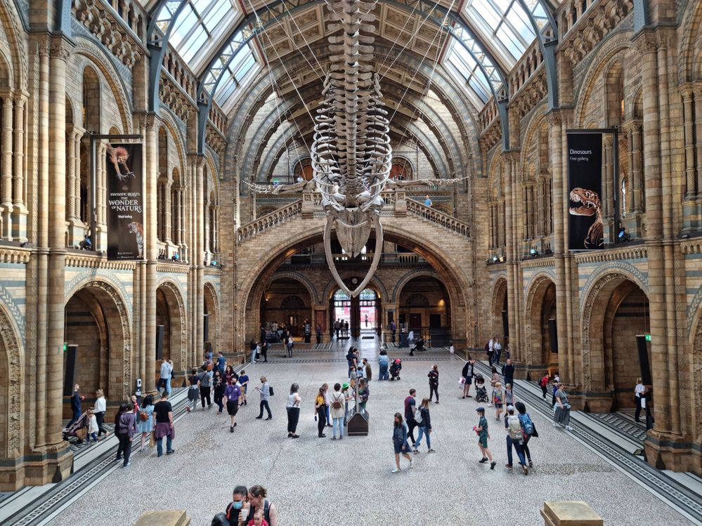 Caption: A photo inside the Hintze Hall of the Natural History Museum in London, showing a blue whale skeleton suspended in the air and visitors walking around. (Local Guide Amiran Bokhua)