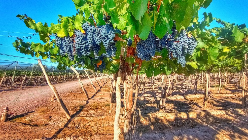 Caption: red grape plantations in Salentein winery, Mendoza, Argentina.
