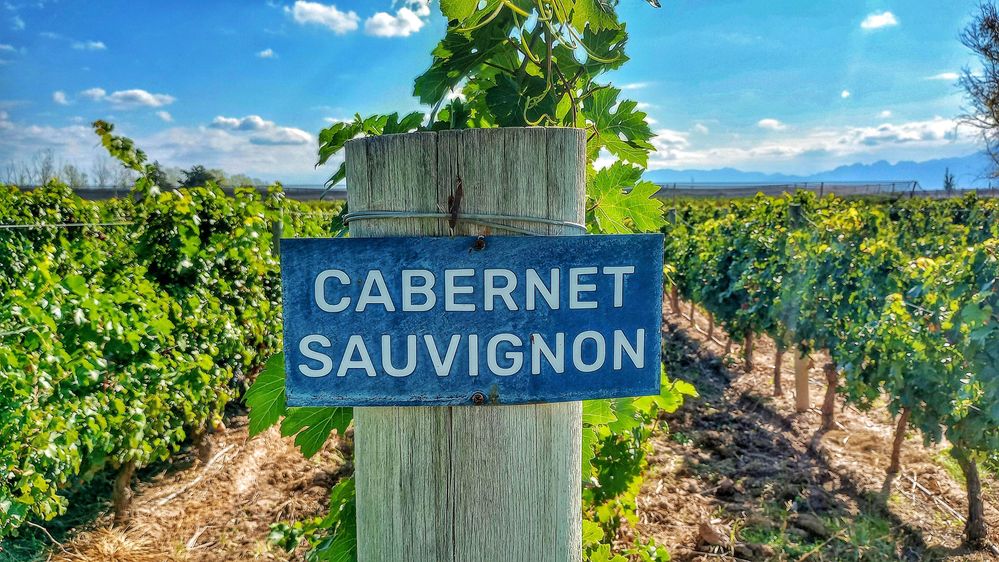 Caption: Cabernet Sauvignon sign at Norton Vineyard