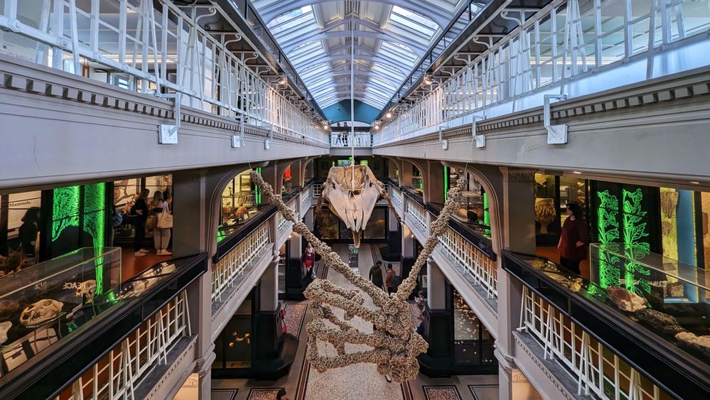 Caption: A photo of Manchester Museum showing the main atrium where the skeleton of a sperm whale is hung high up above the visitors and the various floors with their interesting exhibits. In front of the whale skeleton is also a hand-crocheted piece in the form of a skeletal hand.