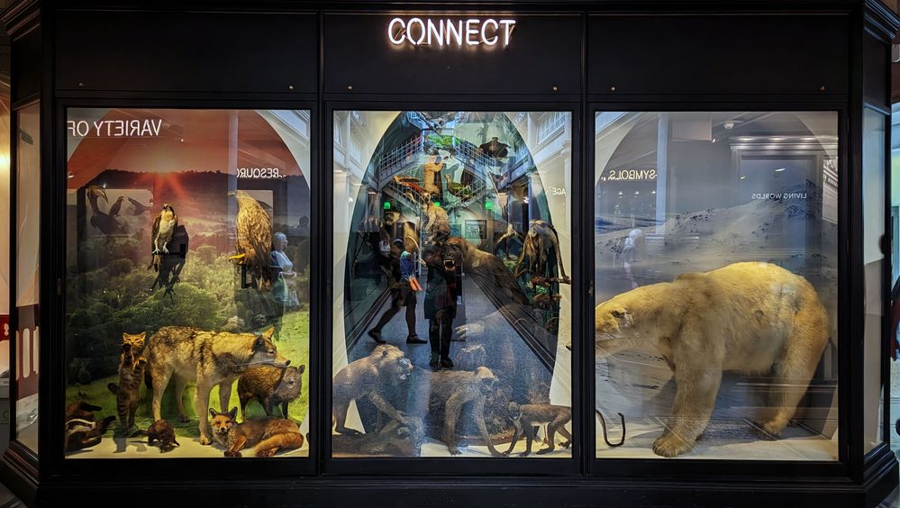Caption: A photo of one of the exhibit section showing stuffed wildlife with a neon word "Connect" above it.