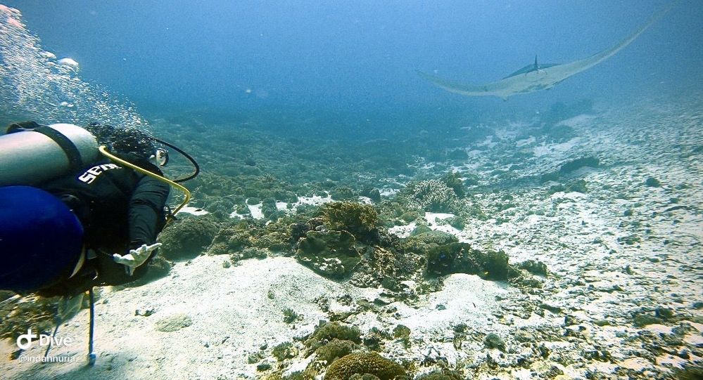 LG @indahnuria chasing the manta while diving in Labuan Bajo