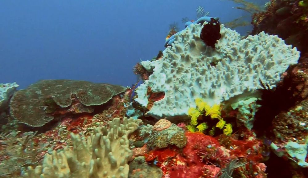 more colorful corals and sponges at Labuan Bajo