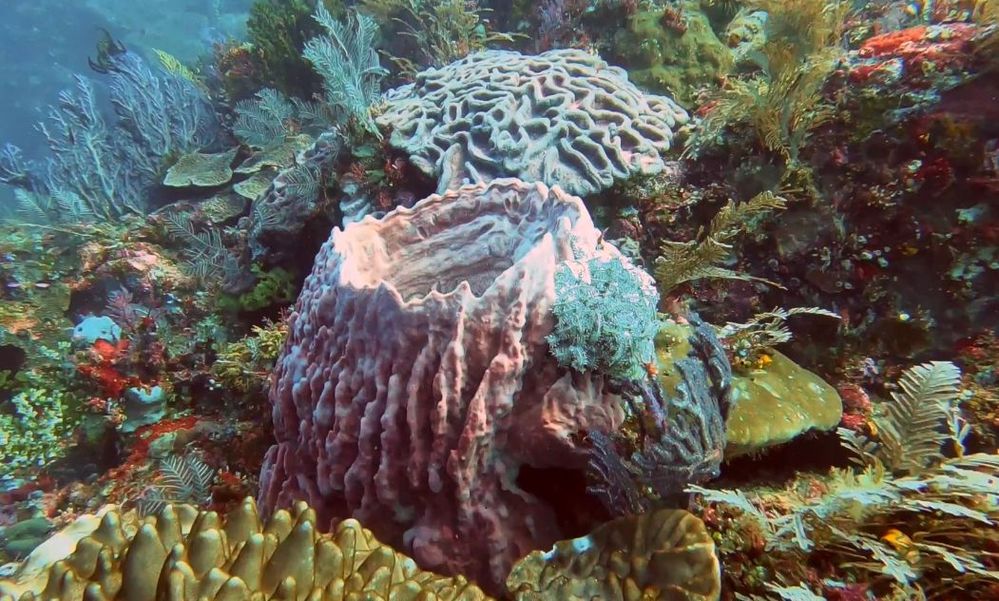 More reefs and sea brain corals at Labuan bajo