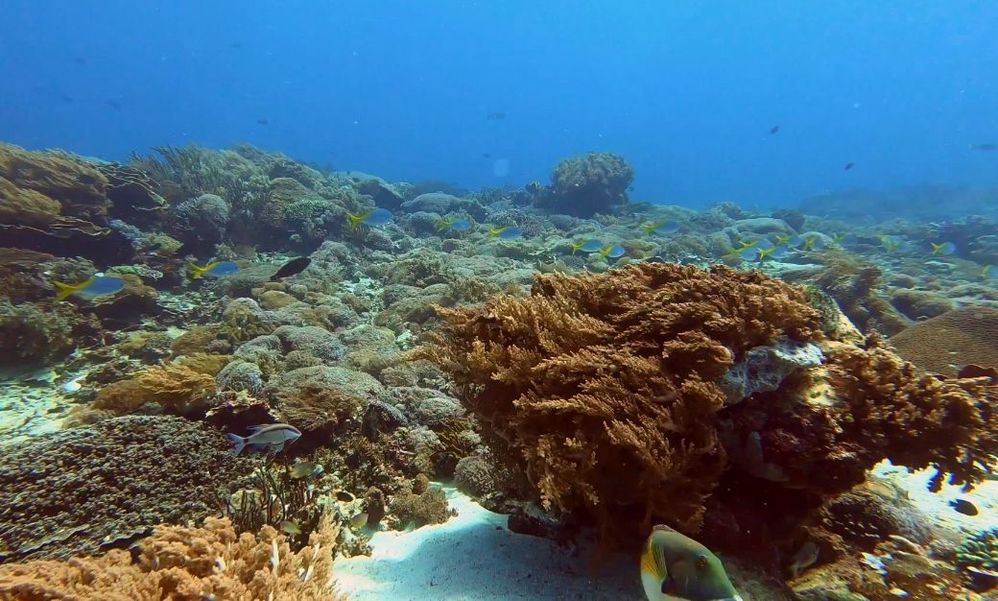 school of fish, anemone and more corals at Labuan Bajo