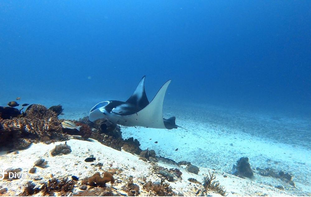 Warmly welcomed by the local :)... dancing mantaray captured by LG @indahnuria