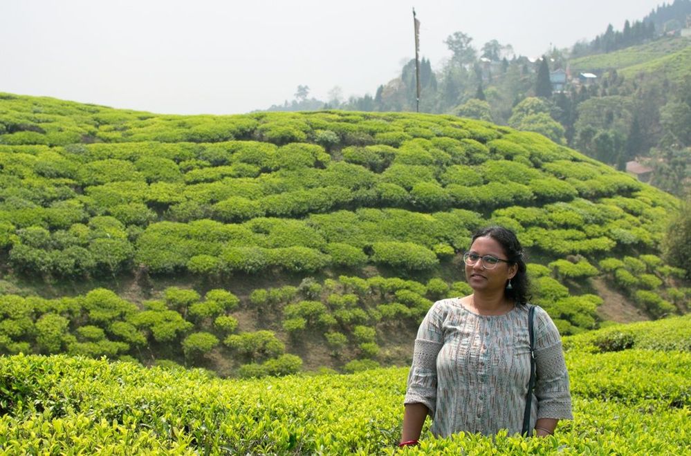 A tea garden at Mirik, West Bengal