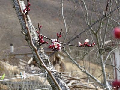 March 11, 2017 - Norcia countryside - Springtime
