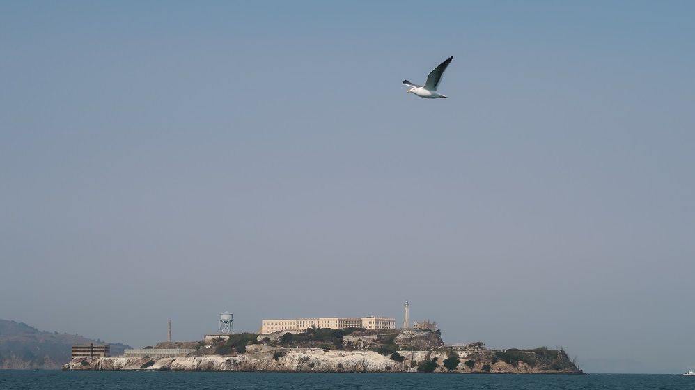 Burung di atas Pulau Alcatraz. Photo by Budiono