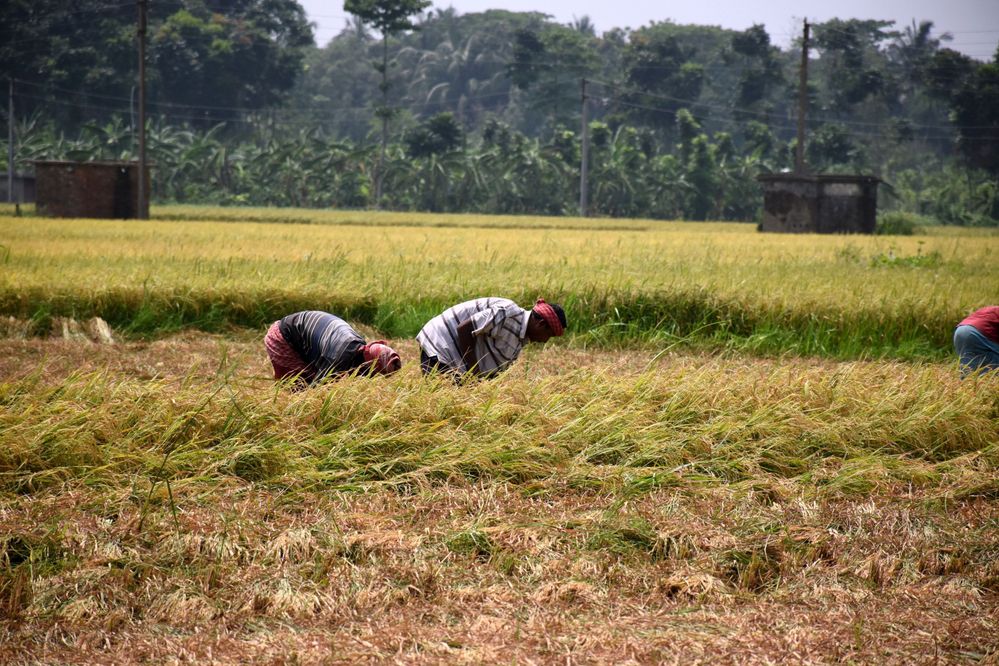 farmers busy in cutting paddy