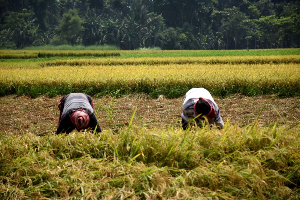 cultivation of rice