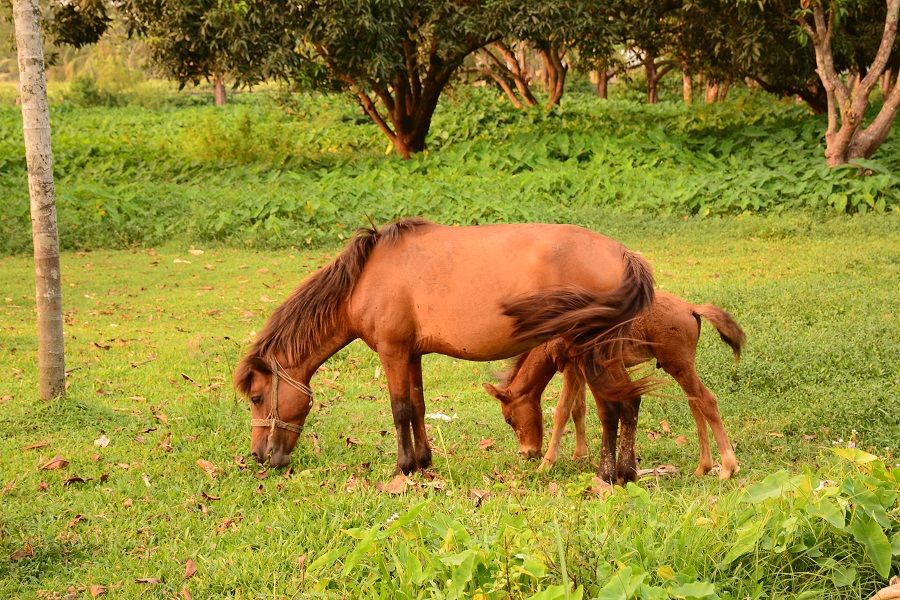 Caption; The baby horse with his mother is eating grass. This photo was capture from the Cumilla Zoo and Botanical Garden