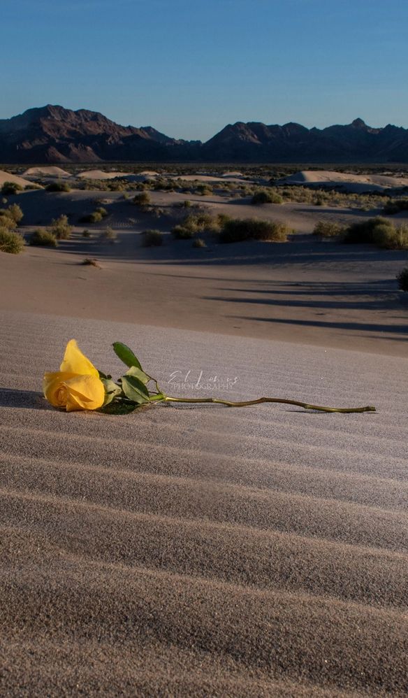 The Yellow Rose alone in the Vast Desert.