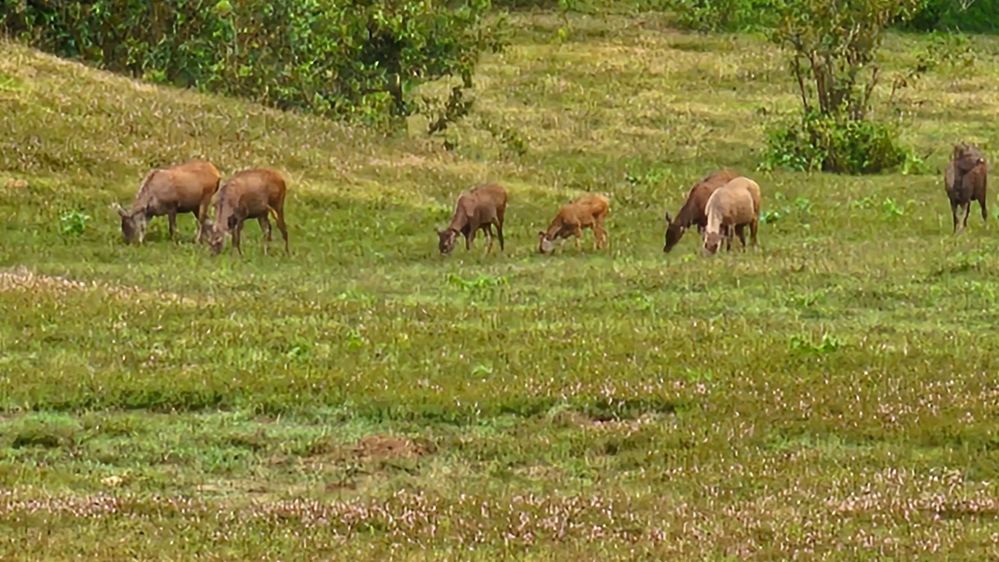 #8 The herds of deer paint the Periyar canvas, adding a touch of shy charm to your jungle voyage.