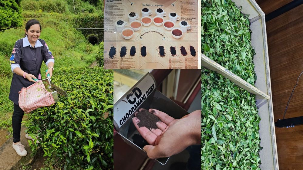 #14 A picture of tea manual plucking and other related process to crafting a daily cuppa.