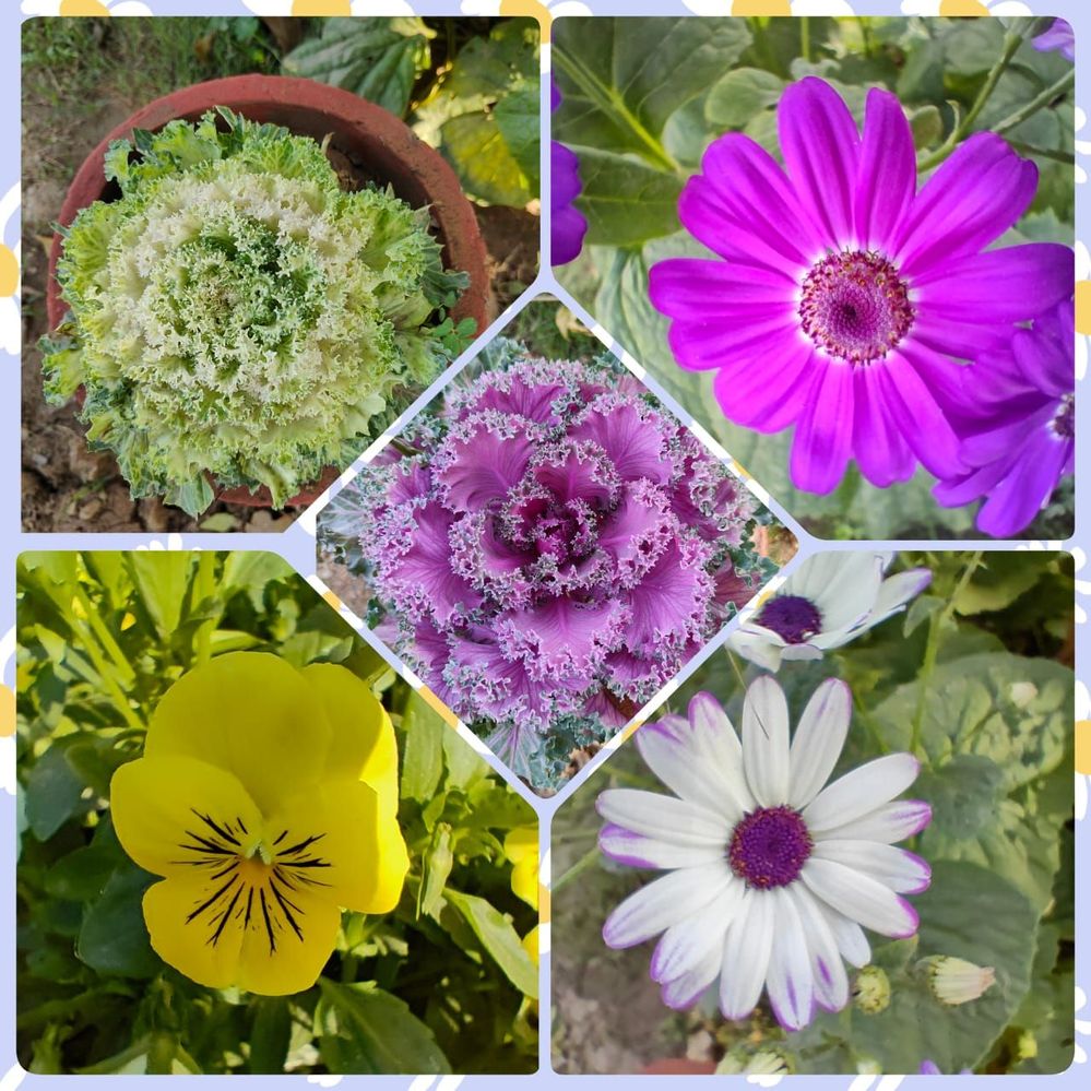 #3 Variety of Flower availabe in Garden