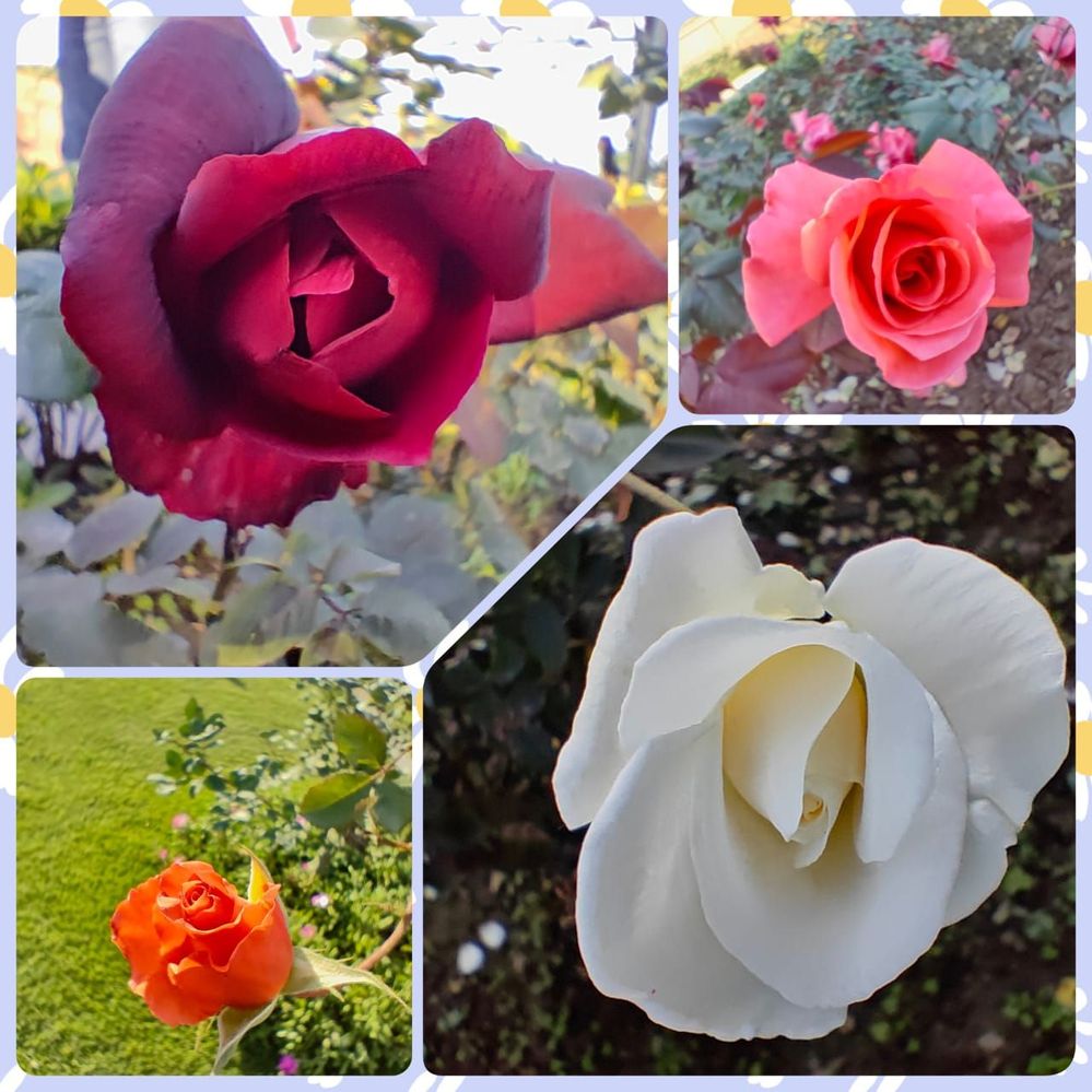 #4  AMRIT UDYAN has various types of roses.