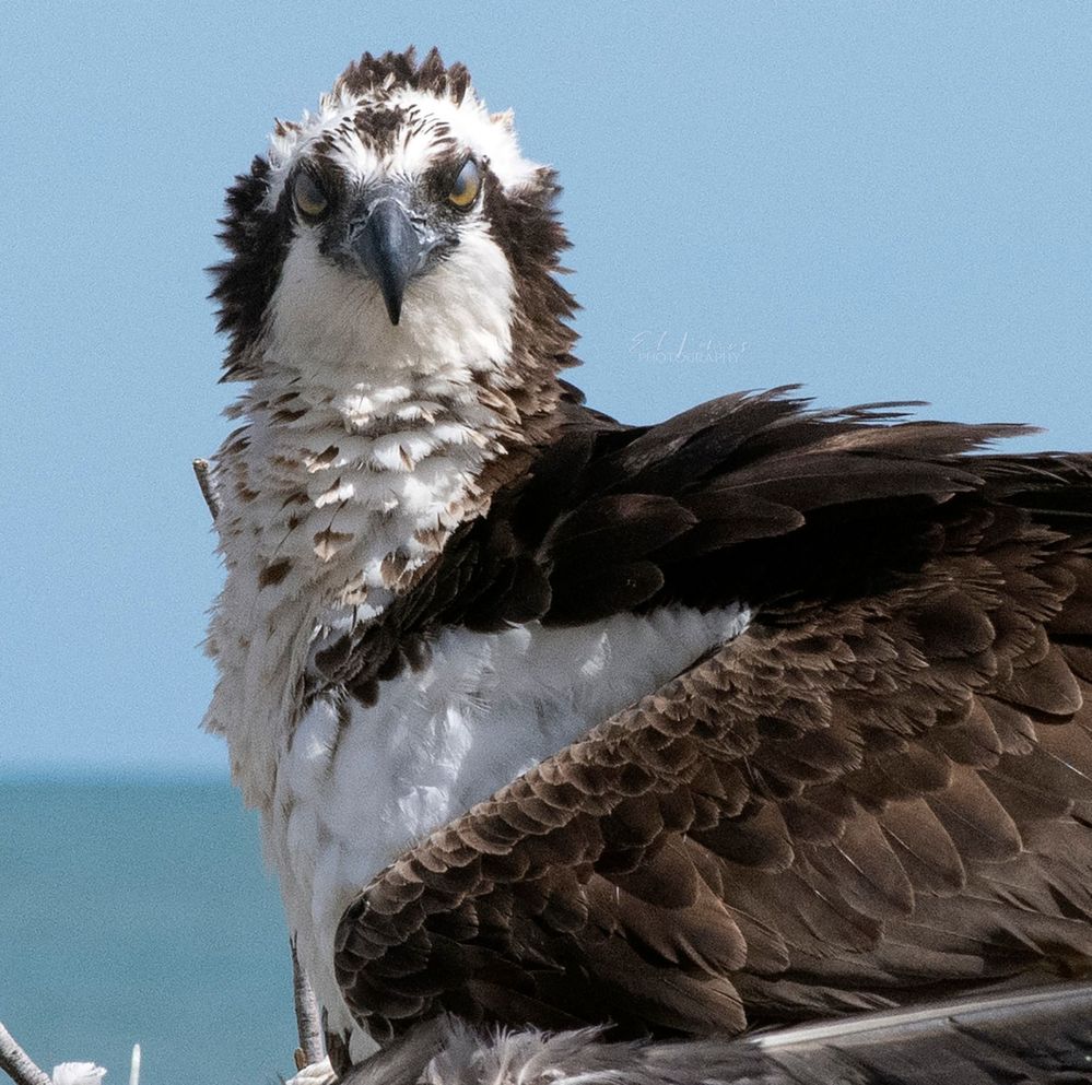 Fisher Eagle, California Gulf, Baja Calñifornia,San Felipe, Mexico.