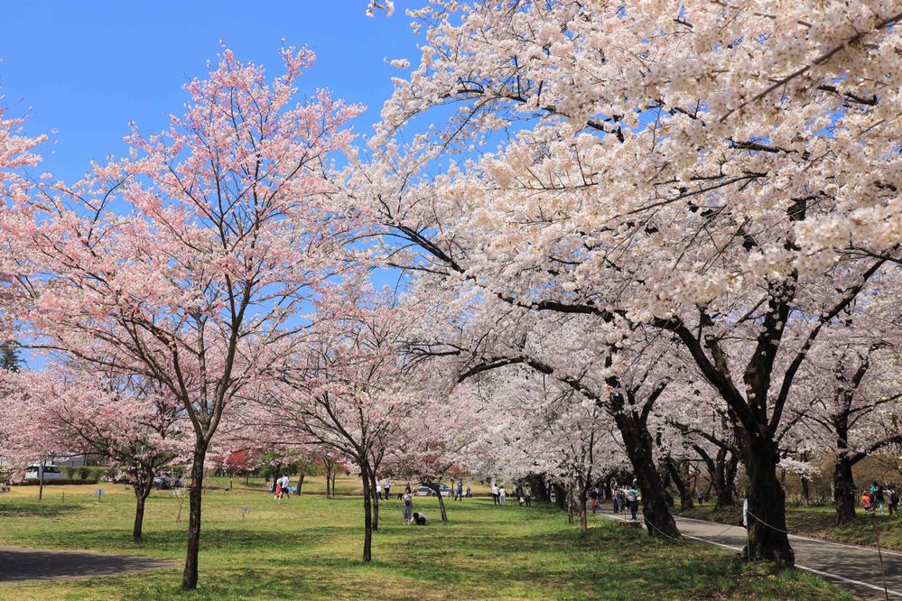 Caption: A photo of blooming pink and white cherry blossom trees in the scenic Akagi South Senbonzakura, with people walking around and lying on the grass under them. (Local Guide nei ryu)