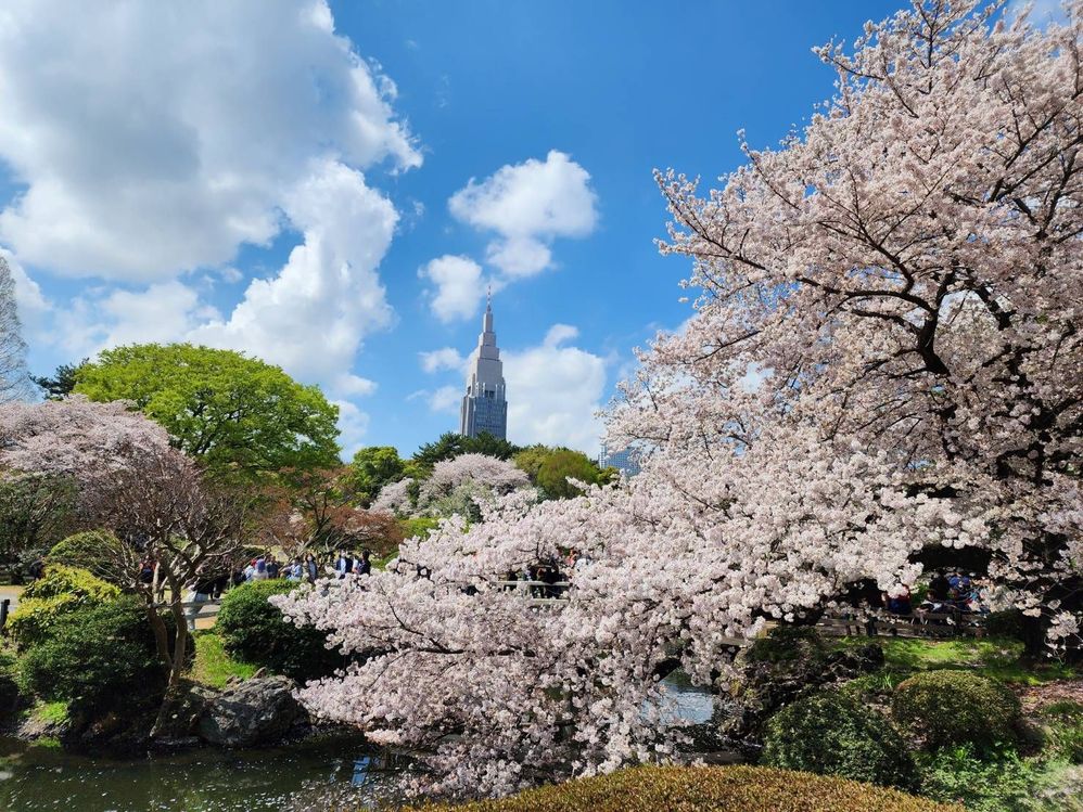 Caption: A photo of blooming white cherry blossom trees over a pond at the Shinjuku Gyoen National Garden, with the Docomo Tower skyscraper in the background. (Local Guide 慕少奇)
