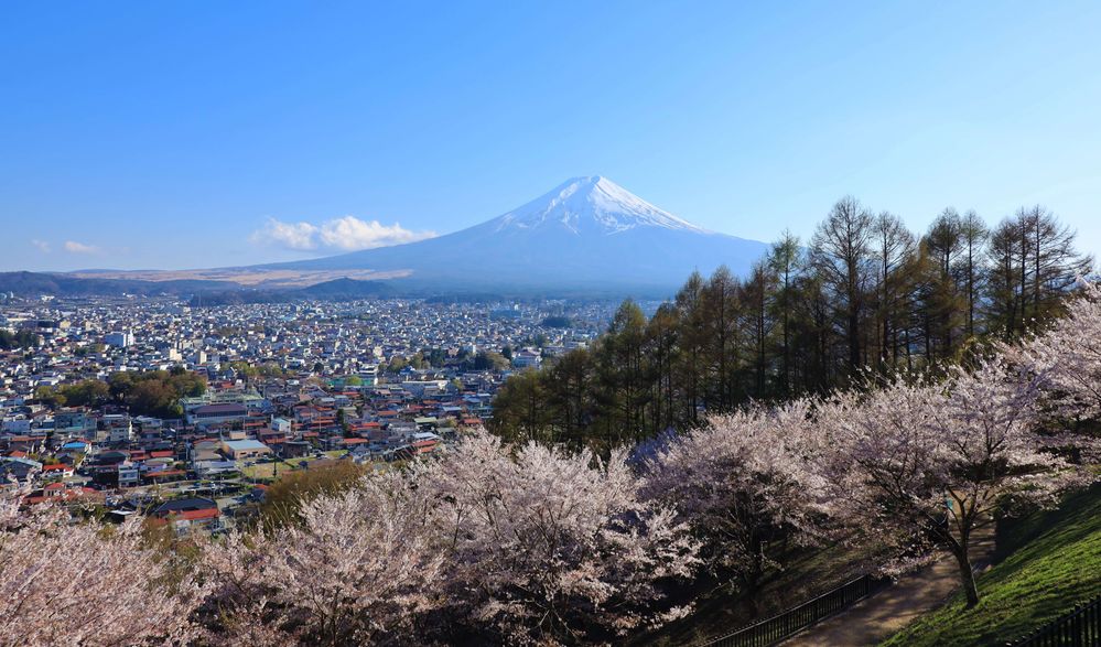 Caption: A photo of blooming cherry blossom trees on the hillside of Arakurayama Sengen Park, with a view of Fujiyoshida and Mt. Fuji in the background. (Local Guide nei ryu)