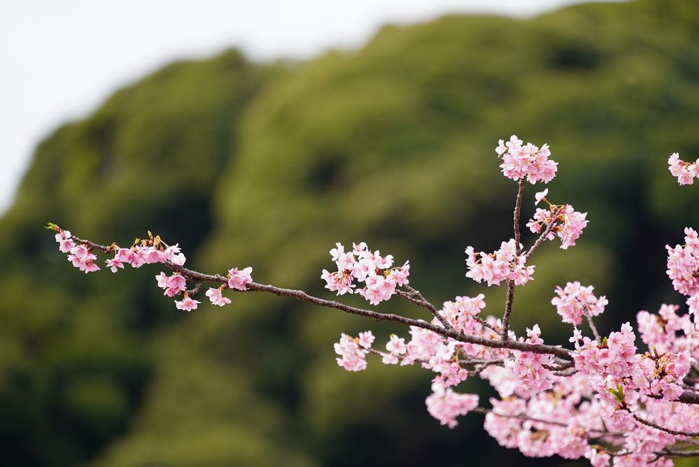 Caption: A photo of a branch of the famous Kawazu Sakura tree in bright pink. (Local Guide kenjiro yamashita)