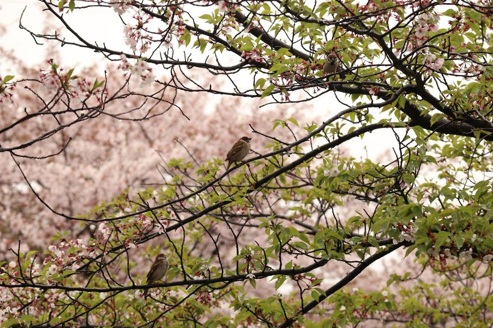Caption: A photo of three sparrows resting on the branches of a cherry blossom tree along the Yamazaki River in Nagoya, with some of the blossoms blown away. (Local Guide Tung JP)