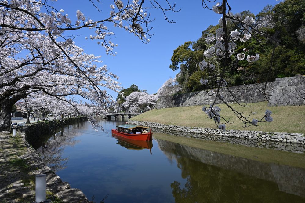 Caption: A photo of a boat gliding along the moat around the Hikone Castle and surrounded by white cherry blossom trees. (Local Guide YOSHIHIRO YASUMURA)