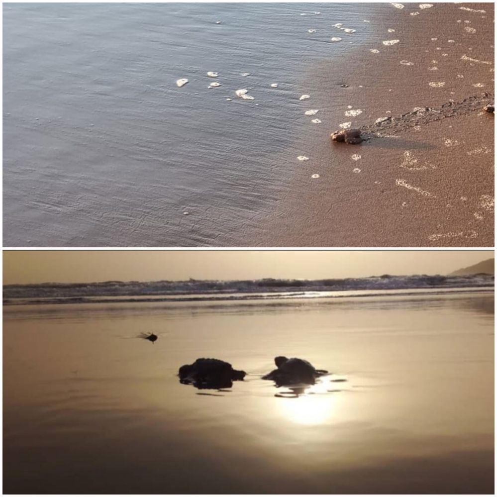 #4 In this photograph we see the shot of turtle babies moving towards seen at day ti.e and at sunset time