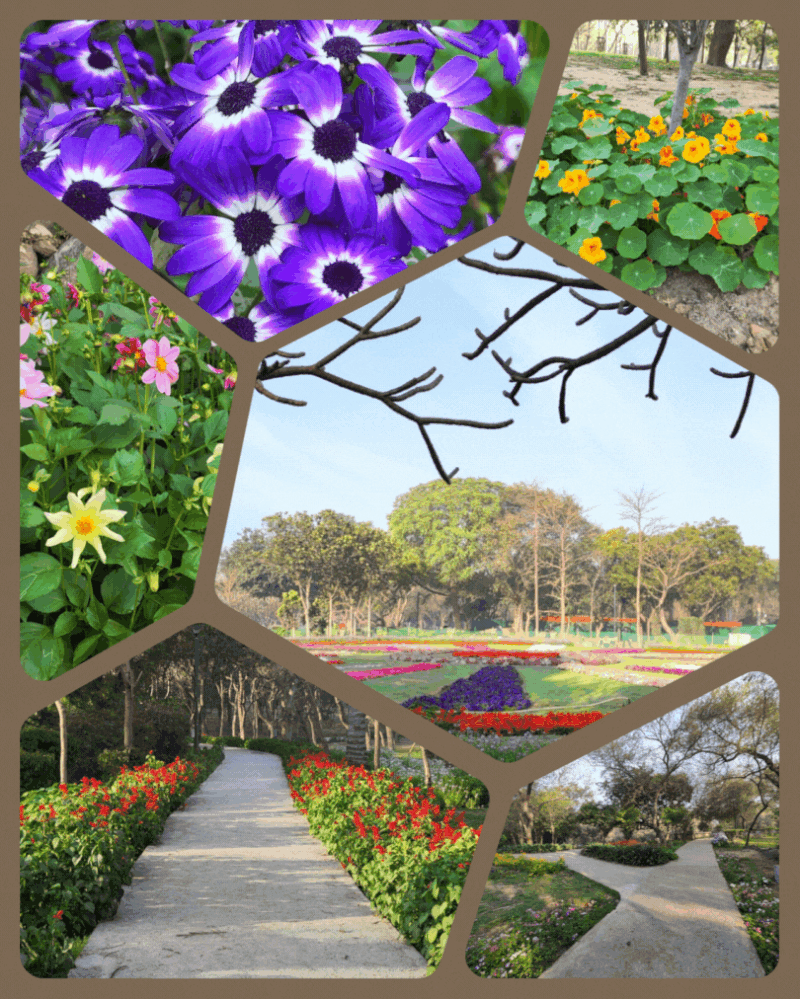 Caption: Collage of Flowers in Spring at Nehru Park, Chanakyapuri, New Delhi, India