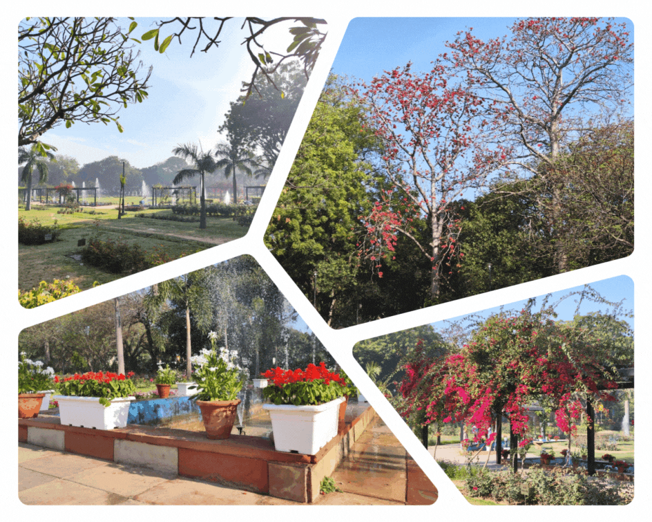 Caption: Collage of Flowers in Spring at India Africa Friendship Rose Garden, Chanakyapuri, New Delhi , India